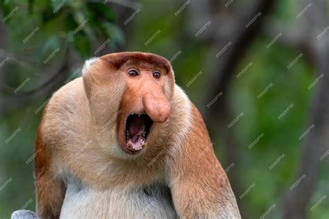 Proboscis monkey