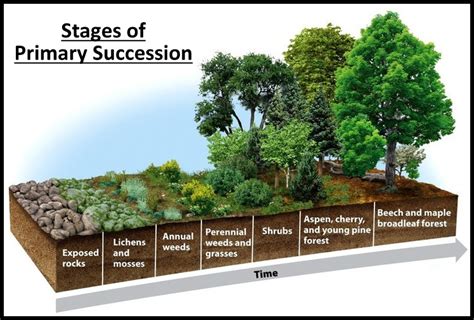 Process of ecological succession pdf.  It also stresses that the structure of the commun...