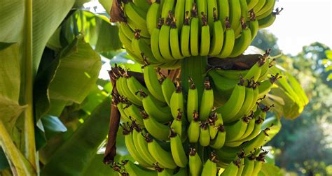 Producción y mercadeo del plátano y del banano. - Ein leitfaden für die vermittlung von funktionen und diensten der tarifverhandlungen.