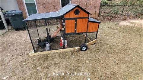 Bay Area Living builds the Extra Large Sentinel Chicken Coop! Our chickens love it! Yours will too :)Bought from: https://www.tractorsupply.com/tsc/product/p...