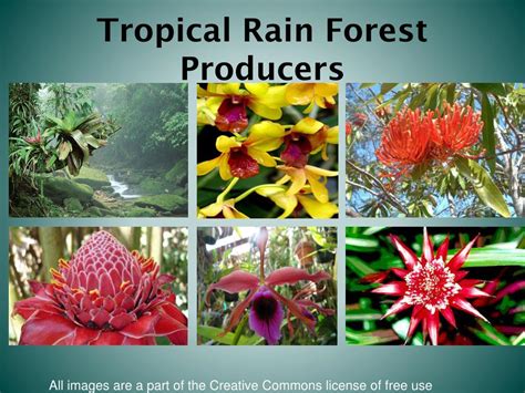 Producers. Producers are able to produce their own food through photosynthesis and they can also produce for other consumers. Here are some producers in the Tropical Rain forest: Buttress Roots. Mosses. Shrubs. Fir. Orchids. Ferns.. 