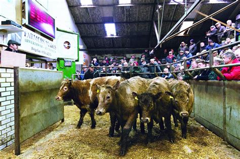 Producers livestock market. Things To Know About Producers livestock market. 