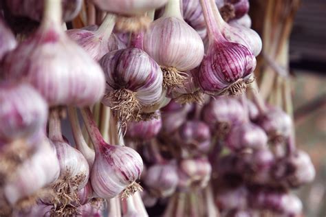 Production and Management of Garlic, Elephant Garlic …