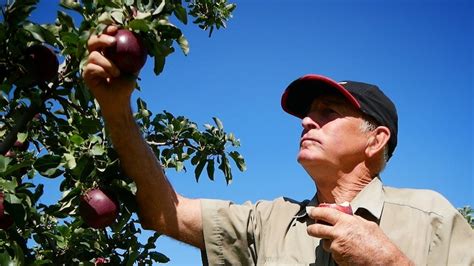 Production of new apple variety Bravo tipped to grow by a …