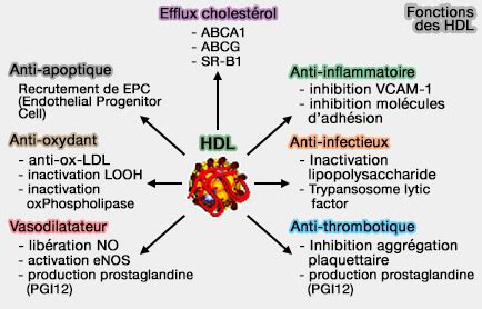 Produits d'oxydation des lipides: Fonction des lipoprotéines et athérosclérose