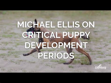 Professional Dog Training Critical Canine Development