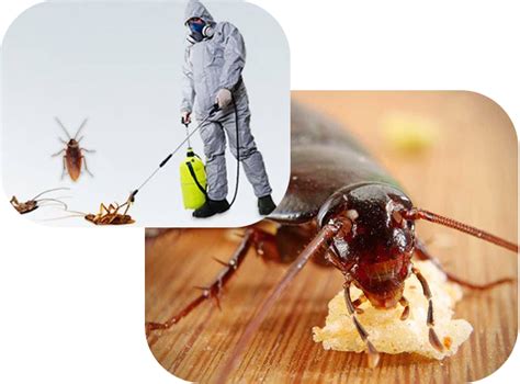 Professional Roach Exterminator Mankato MN