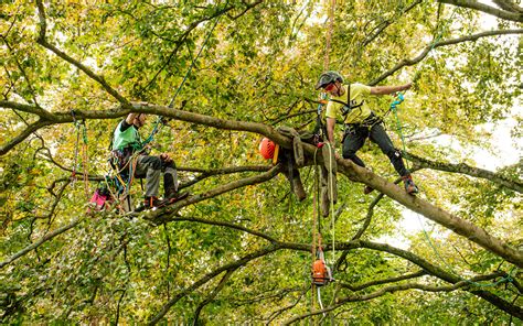 Professional tree climbing.  Professional tree climbing competitions are held around th...