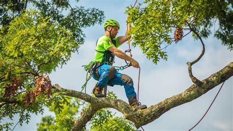 Professional tree climbing.  They showcase the he Basic Arborist class is built for...