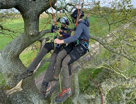 Professional tree climbing.  Tree Climbing Courses to suit your needs Courses ar...