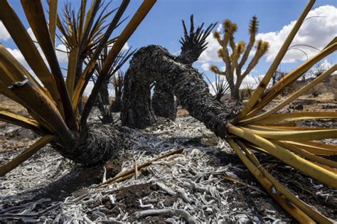 Progress made against massive California-Nevada wildfire but flames may burn iconic Joshua trees