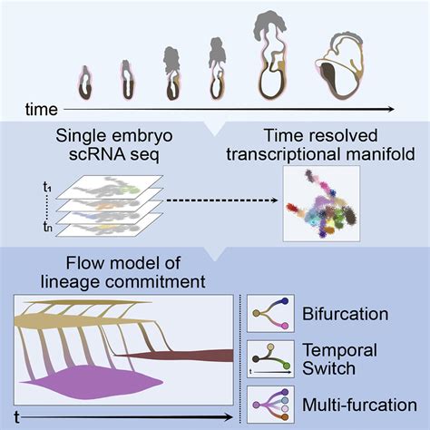 Progress towards understanding the fate of plasmids in …