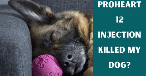 Proheart injection killed my dog. Things To Know About Proheart injection killed my dog. 