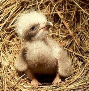 Project baby eagle. Things To Know About Project baby eagle. 