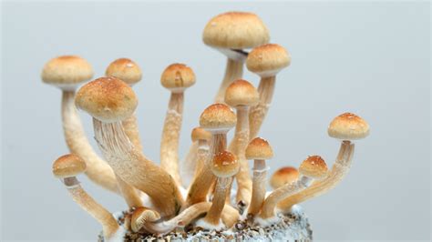 Project to study influence of psychedelics announced by UC Berkeley, Harvard