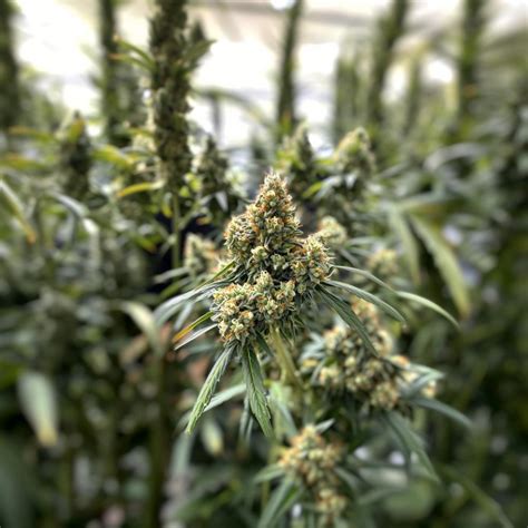 Project z strain review.  Check out that 13.  If you are searching for in...