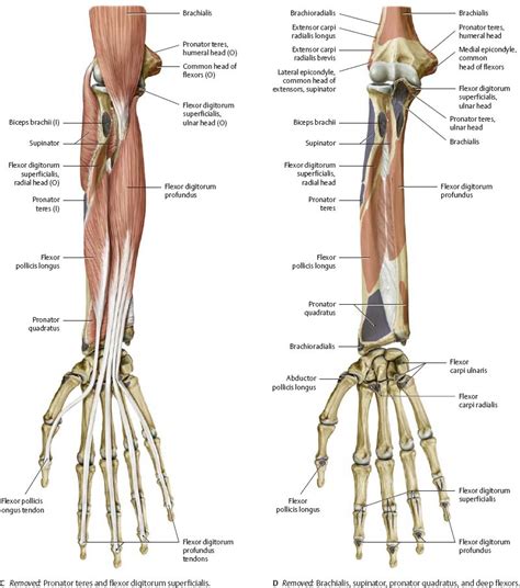 Projections /Anatomy of the wrist, forearm, elbow & fat pads