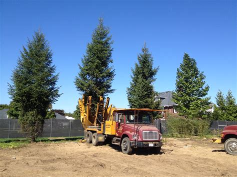 Projects Dale Tree Movers & Tree Farm Dale Tree Movers & Tree Farm