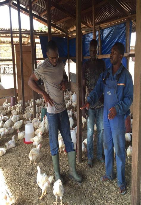 Projet de production et de commercialisation de poule …