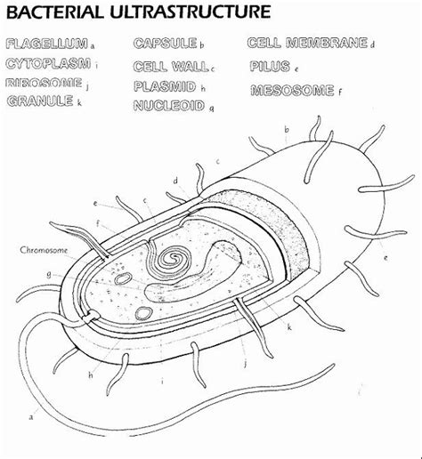 Prokaryote Cell Coloring Pages
