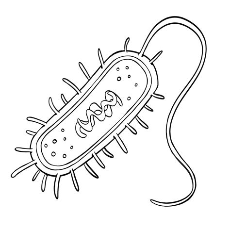 Prokaryotic Cell Drawing Easy
