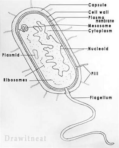 Prokaryotic Cell Drawing Prokaryotic Cells Simple Diagram Diagram