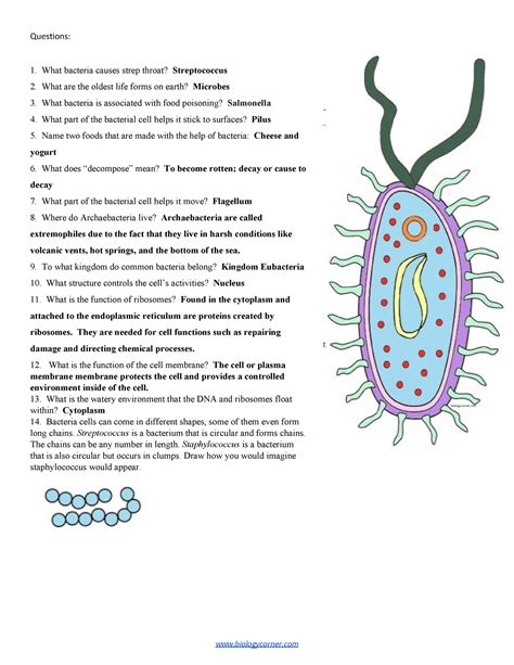 Prokaryotic Cell Key Coloring Pages