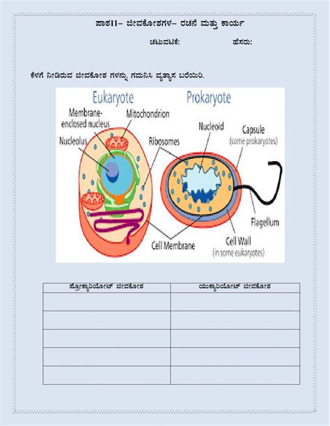 Prokaryotic and Eukaryotic Cells PDF Worksheets Library
