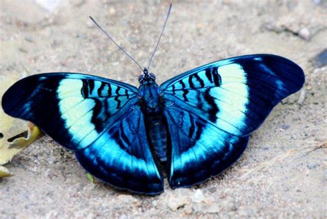 Prola Beauty. Prola Beauty or Prola panacea is a beautiful black turquoise butterfly species largely found in South America. This butterfly inhabits forests in lower altitudes throughout Brazil and Colombia. The upper side hosts reflective pale …. 