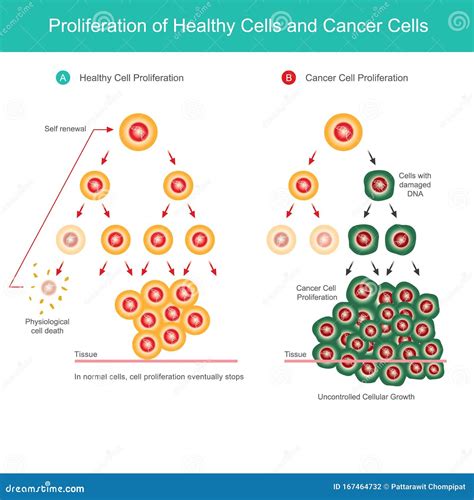 Proliferation & Cell Cycle - Flow Cytometry Guide