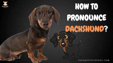 Pronunciation dachshund. Things To Know About Pronunciation dachshund. 