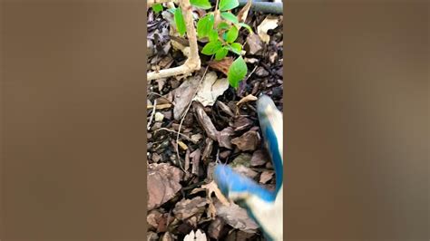 Propagate Limelight Hydrangeas Easily - YouTube