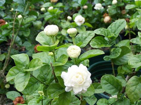 Propagating Arabian Jasmine (grand Duke Of …