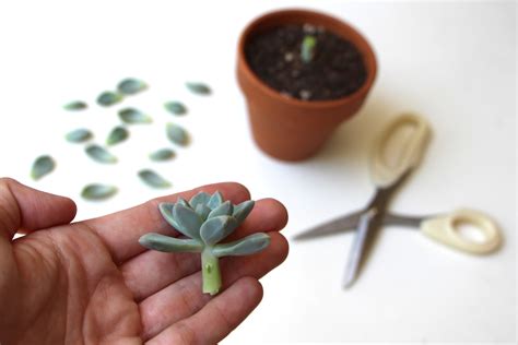 Propagating succulents a guide to propagating succulents from leaves and. - Dairy science technology handbook principals and.