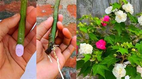 Propagation:Rooting Confederate Rose Cuttings - Dave