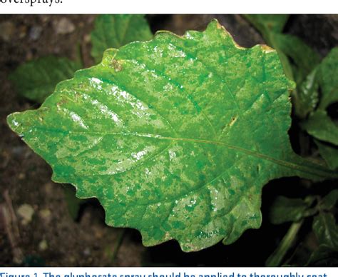 Proper Use and Handling of Glyphosate in Plant Nurseries