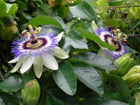 Properly Care For The Passion Flower TN Nursery