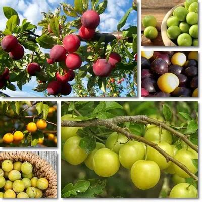 Properties and Benefits of Cherry Plum – NatureWord