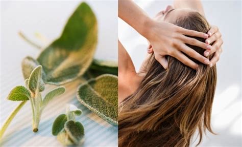 Properties of sage for hair - Fastlyheal