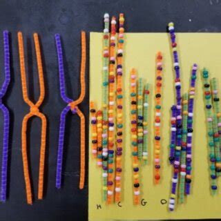 Prophase with pipe cleaners.  Use the pipe cleaner chromosomes to model the prop...
