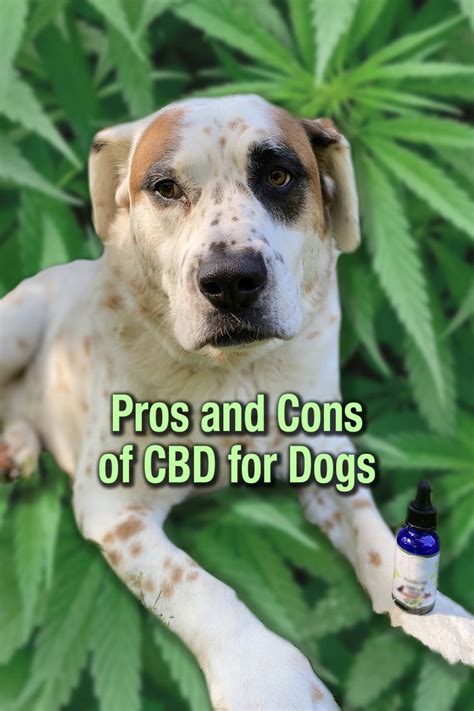 Pros And Cons Of Cbd For Dogs