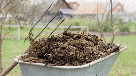 Pros And Cons Of Using Manure Fertilizer - Gardening Know How