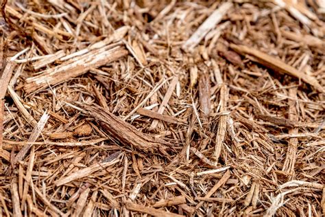 Pros and Cons of Cypress Mulch 2024 - Ablison