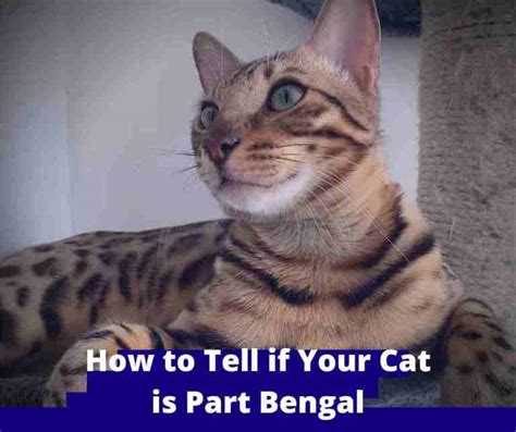 Pros and Cons of Getting Bengal Cats! Everything You Need to Know