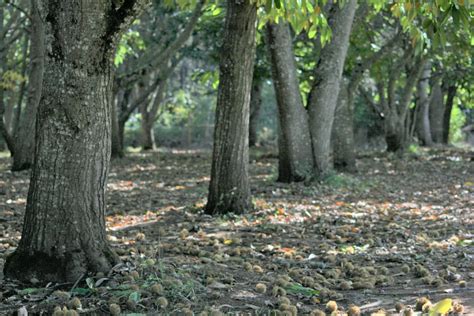 Pros and Cons of Growing Chestnuts West Coast Nut