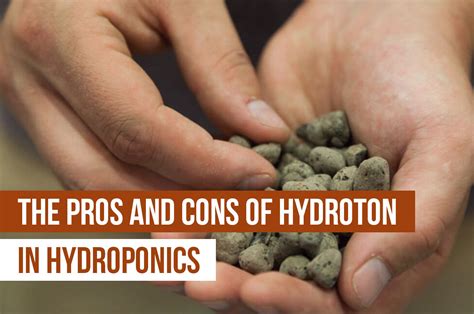 Pros and Cons of Hydroton (Clay Pebbles) in Hydroponics