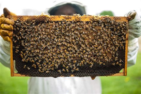 Pros and Cons of Raising Bees for Honey