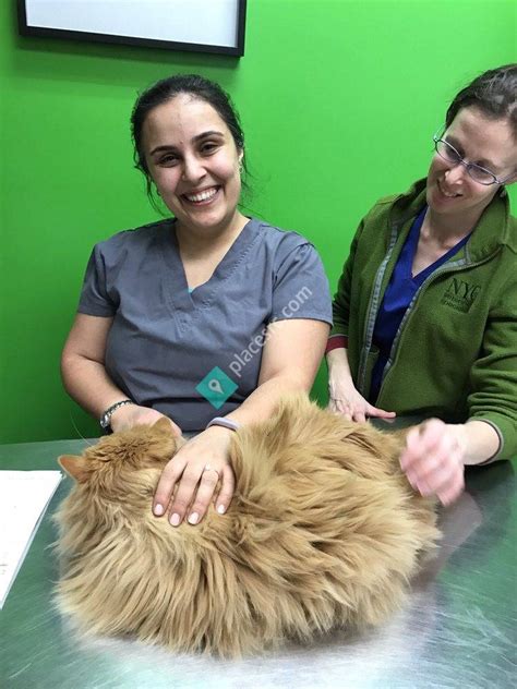 Prospect heights animal hospital. Things To Know About Prospect heights animal hospital. 