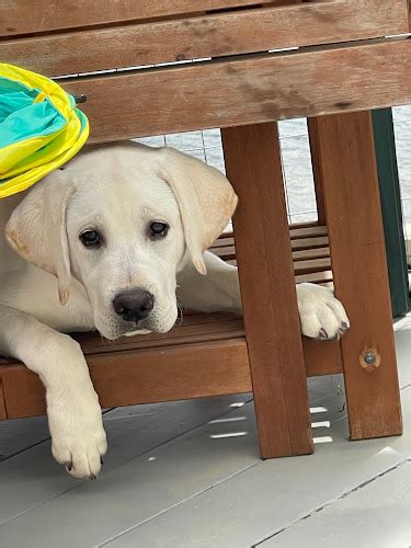 Prospect Hill Labrador Retrievers | Wallkill, NY 12589 Welcome to Prospect Hill where you will find Quality Labrador Retrievers. We have both English and American breeds. …. 