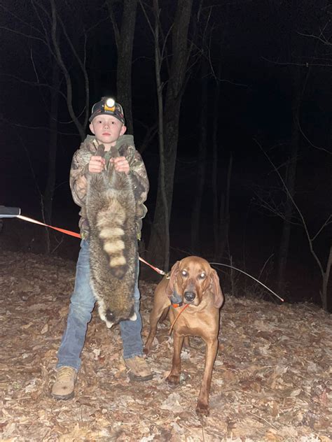Prosport coon hunt. Release your grip on the collar and let the dogs loose into the woods. They should run into the woods with purpose. After they are released, sit still and wait for them to bark. When they start barking, they’ve located a coon. Determine which direction the dogs are barking and start walking towards the sound. 